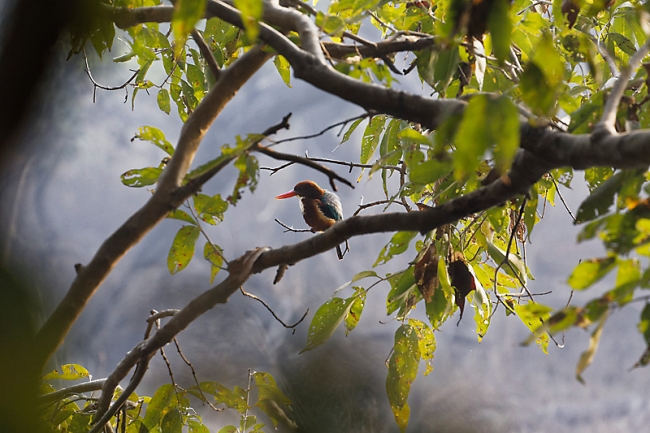 Keoladeo national park-056